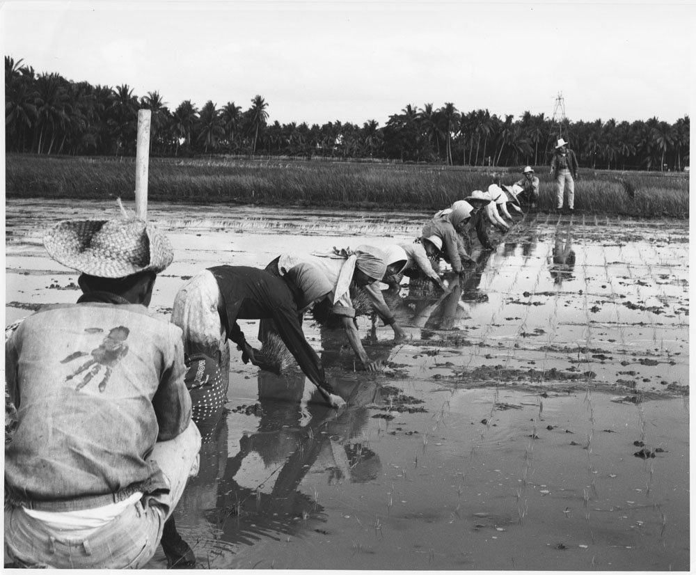 Planting rice, 1963