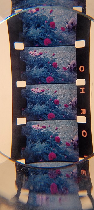 Closeup of film showing flowers with bright red color