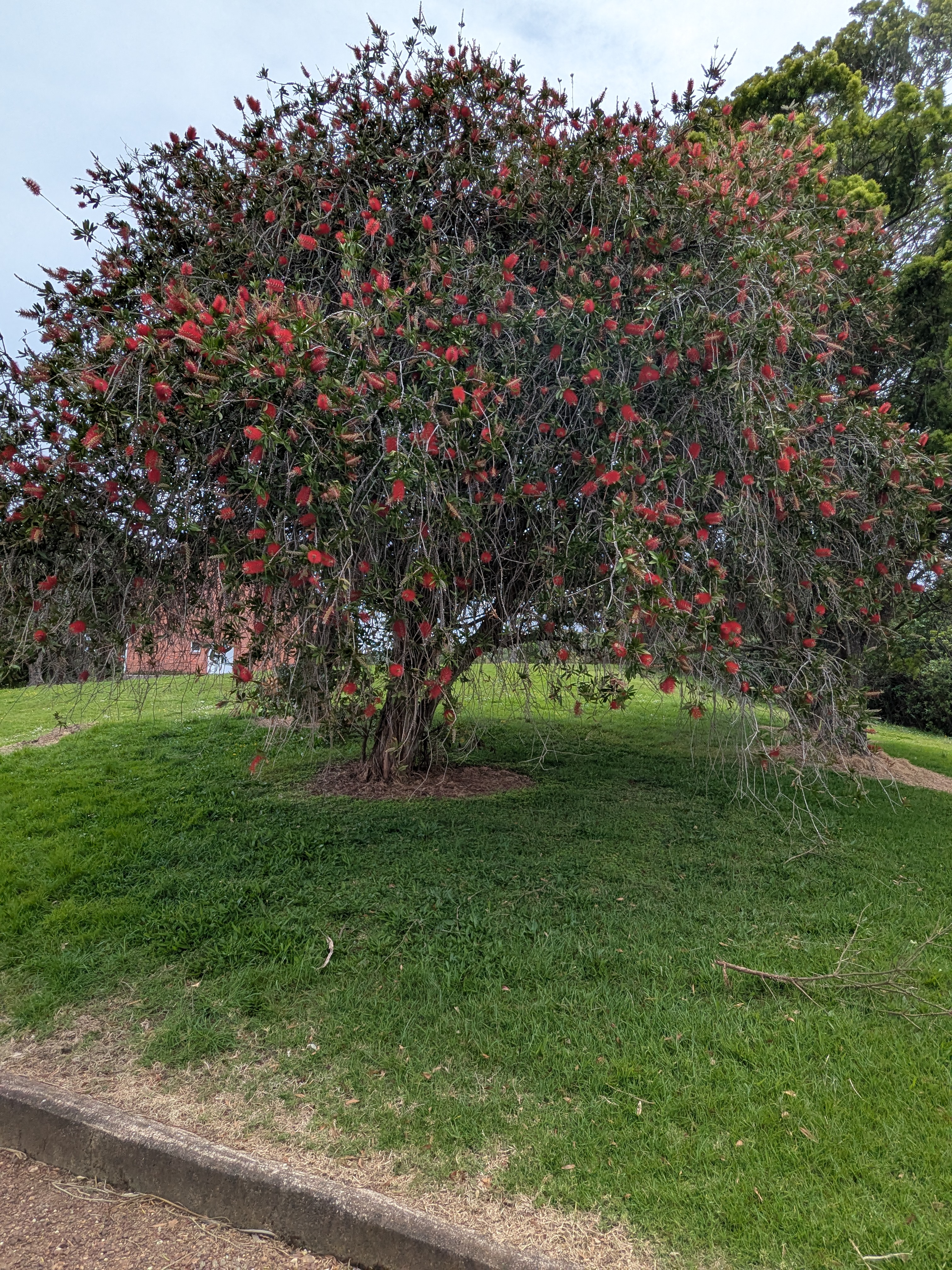 A bottlebrush tree on the sanctuary island of Rotoroa.